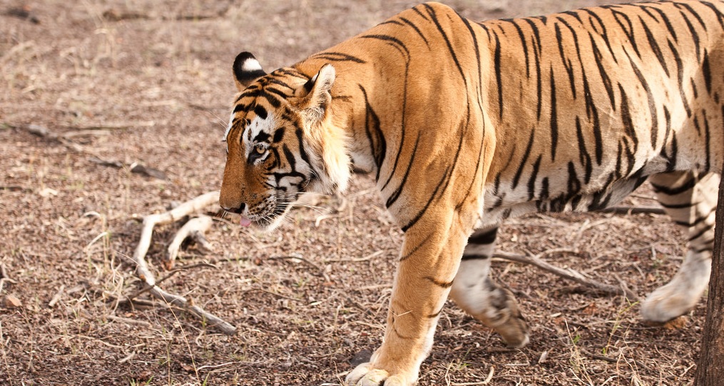 Tiger Reserves in India