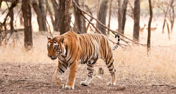 India Golden Triangle Trip with Bengal Tiger Tour India Golden Triangle