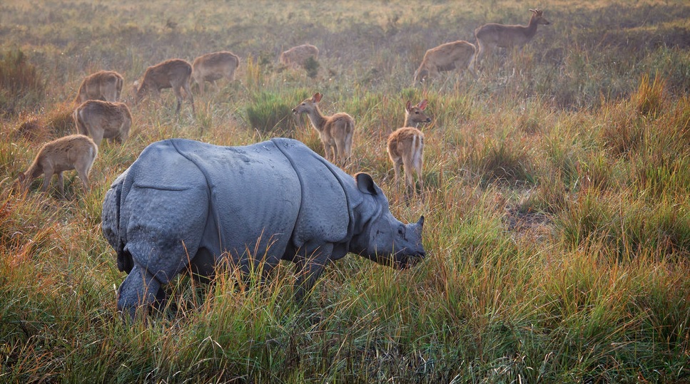 Kaziranga National Park
