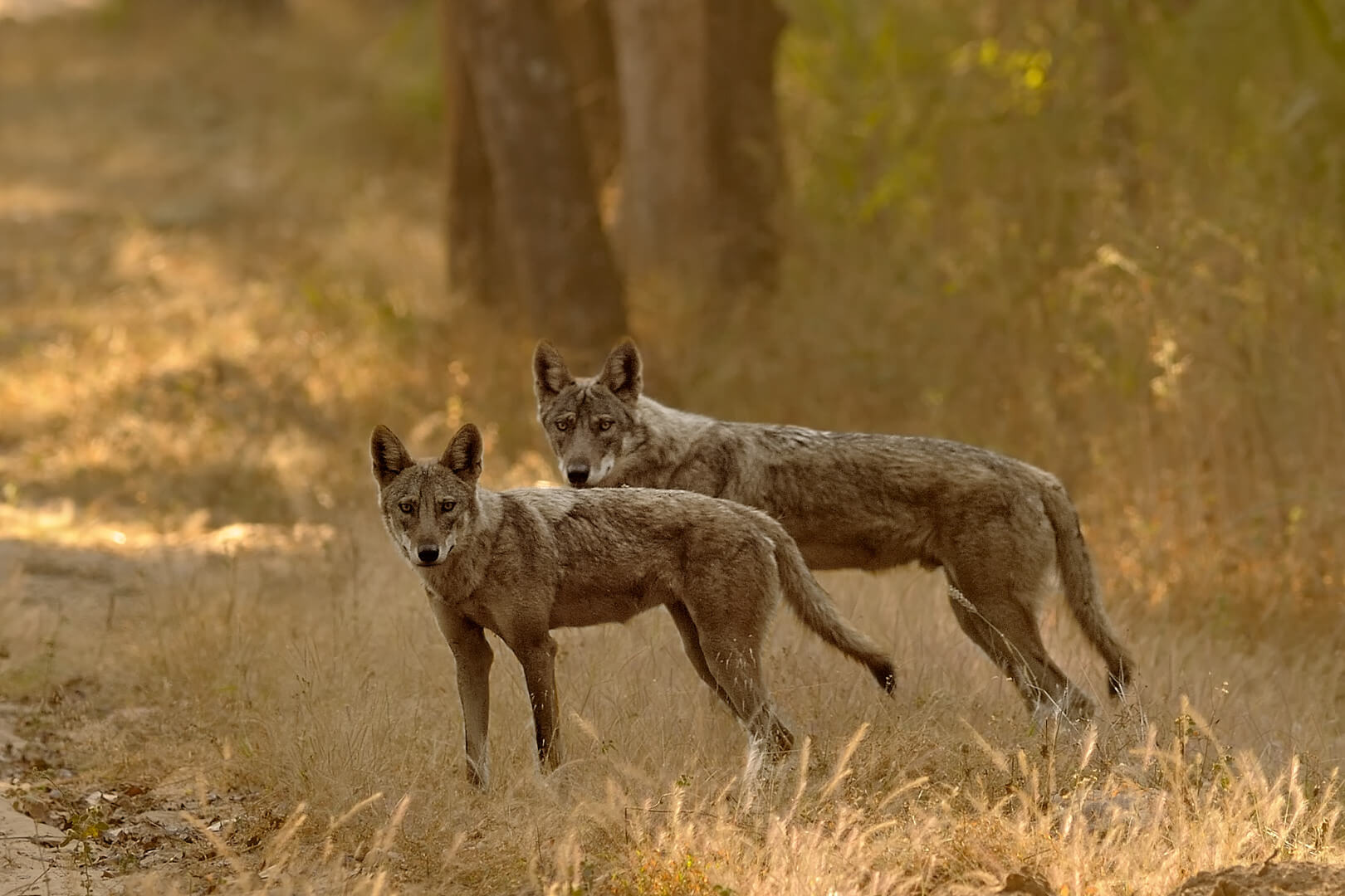 Nagarhole Bandipur and Periyar National Park Safari
