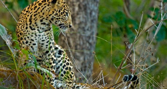 Indian Leopard at Satpura National Park satpura and pench national park safari